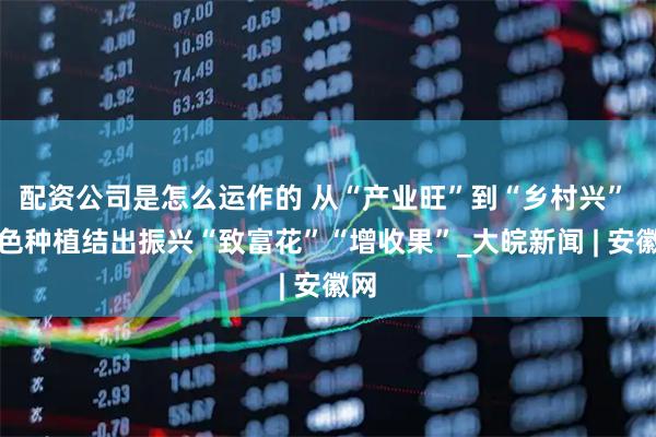 配资公司是怎么运作的 从“产业旺”到“乡村兴” 特色种植结出振兴“致富花”“增收果”_大皖新闻 | 安徽网